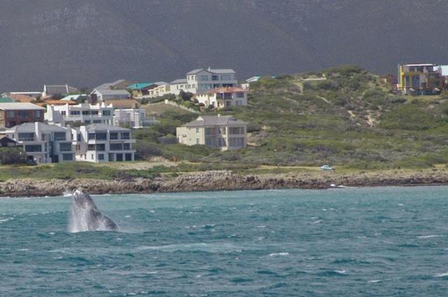 Crayfish Lodge Sea & Country Guest House Gansbaai Dış mekan fotoğraf
